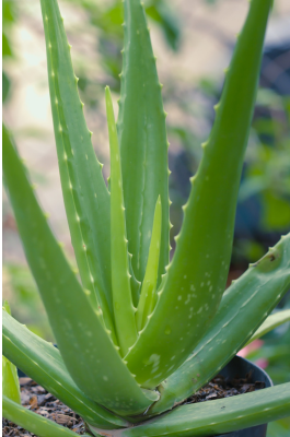 jardim-do-bem-estar-aloe-vera-e1729024738548 Aloe Vera: O Segredo Natural do Gel Pós-Sol para uma Pele Refrescada e Saudável!