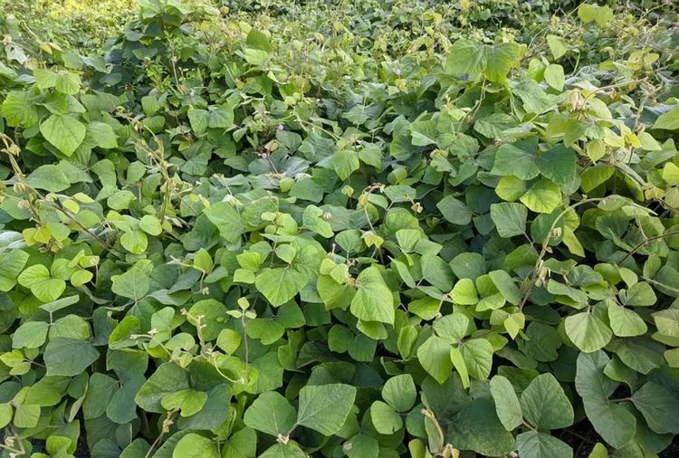 kuduzu Plantas Medicinais para Alcoolismo: Tratamentos Naturais Eficazes