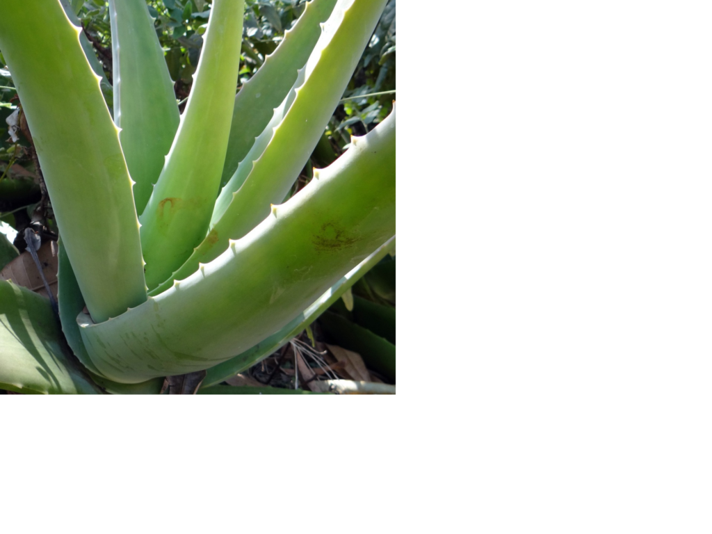 plantas-medicinais-aloe-vera-babosa-1024x768 Revolução no Tratamento da Acne: Alimentos que Transformam sua Pele.