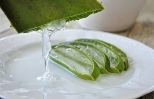 jardim-do-bem-estar-aloe-vera-babosa-gel-e1725453499493 Aloe Vera: O Segredo Natural para Saúde e Beleza